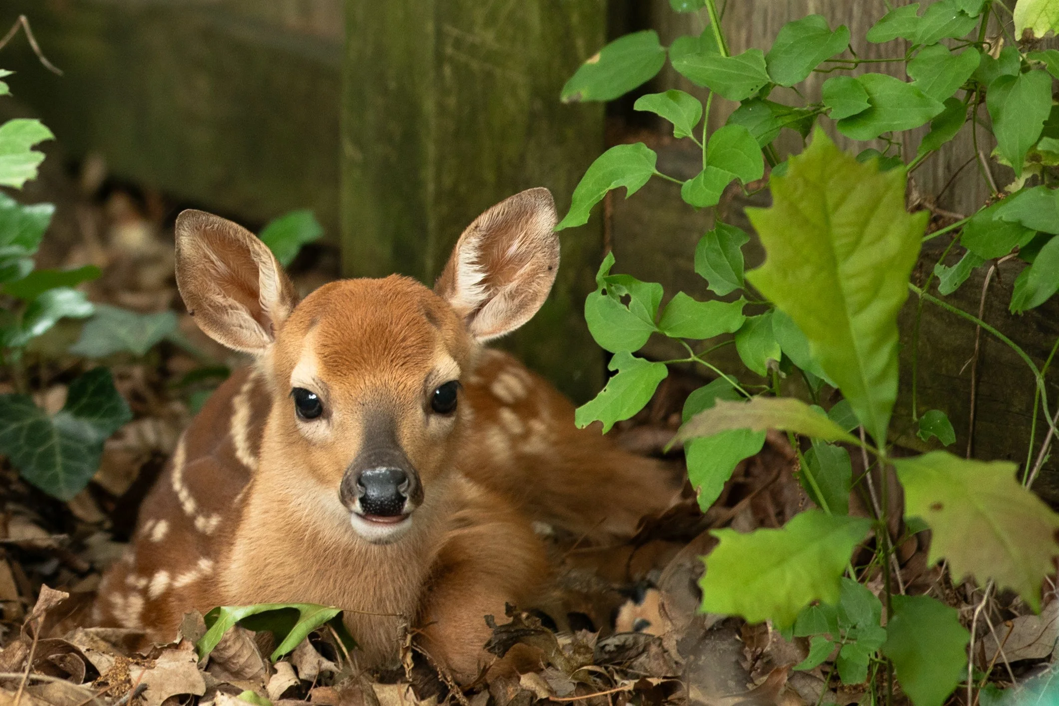 Kate Verna, Tis the Season for Cuteness.jpg
