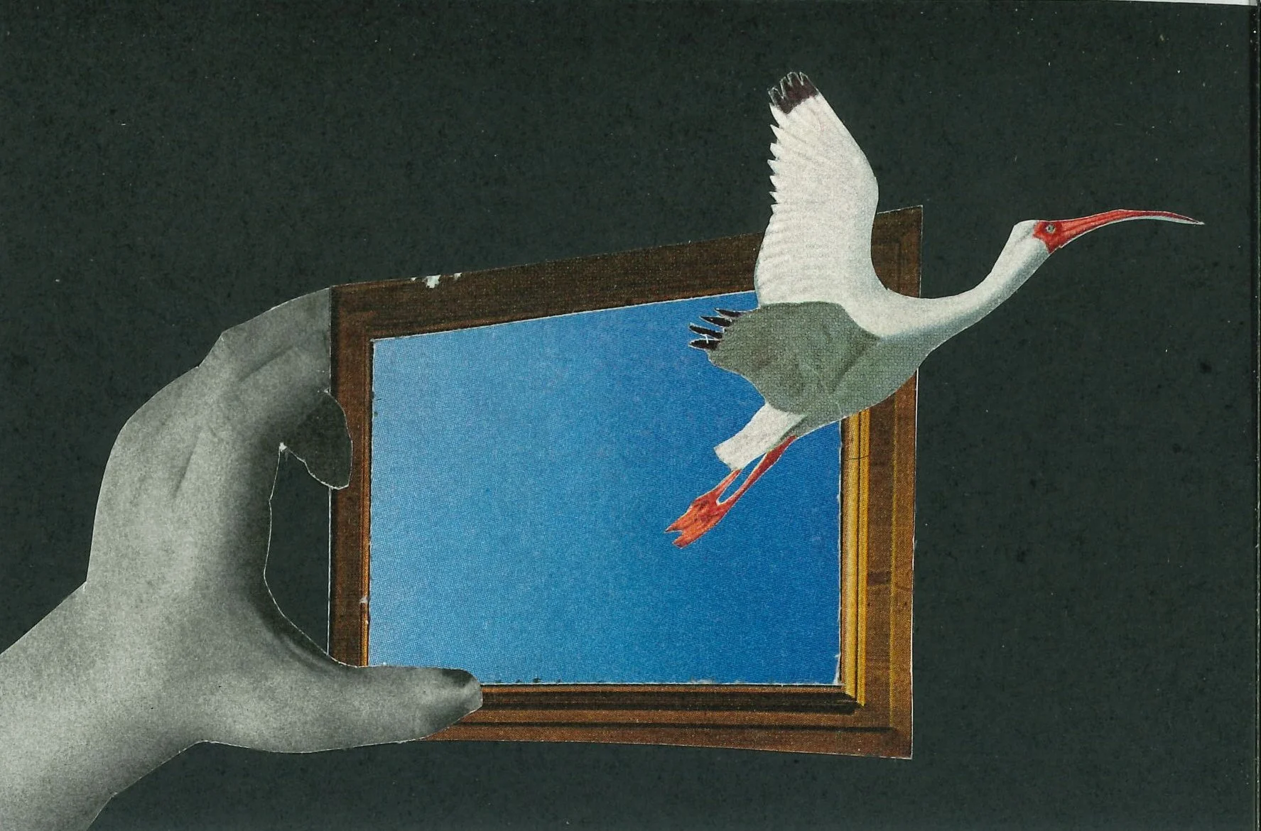 David Solomon, Catch and Release.jpg