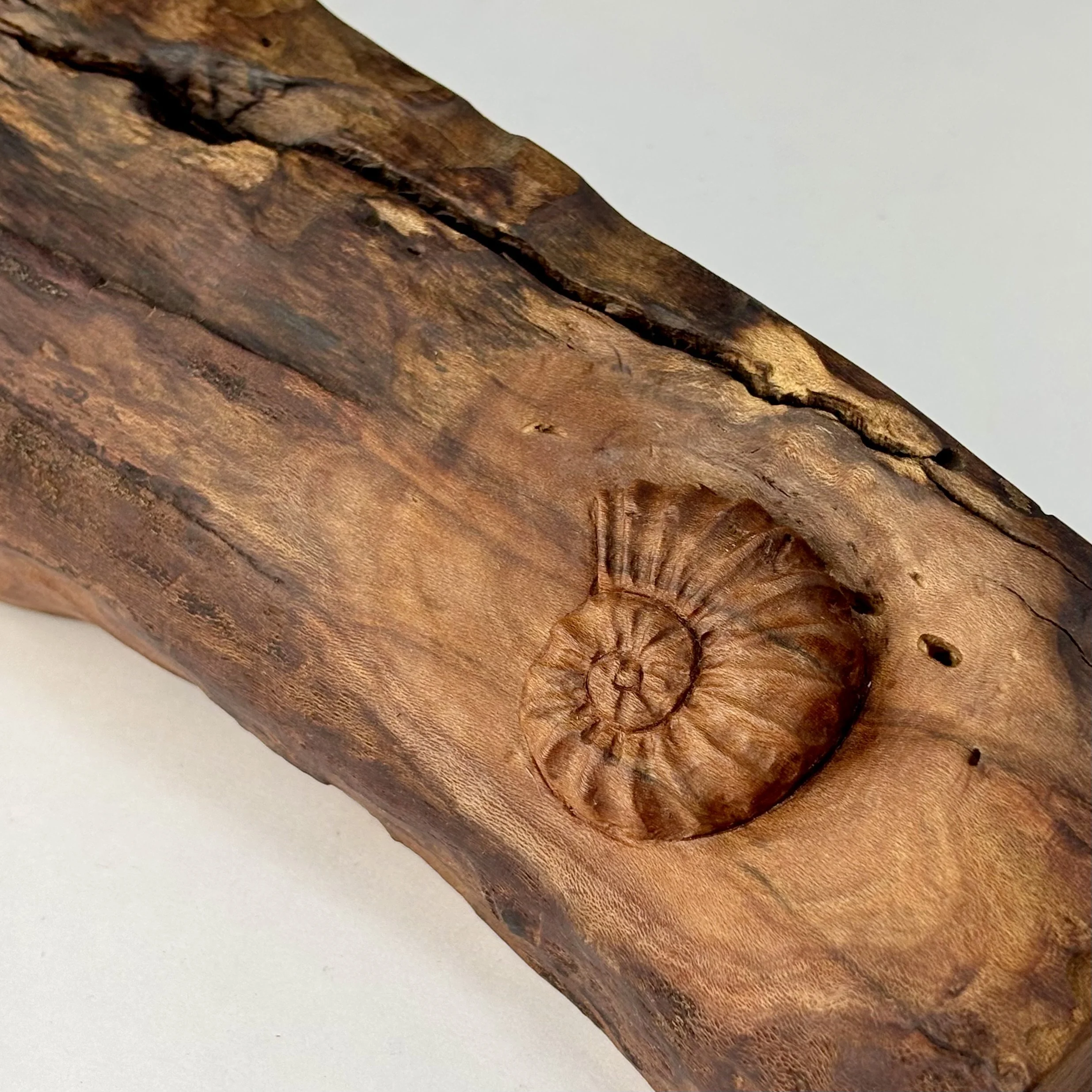 Sarah Estrapala, Dogwood Ammonite.jpeg