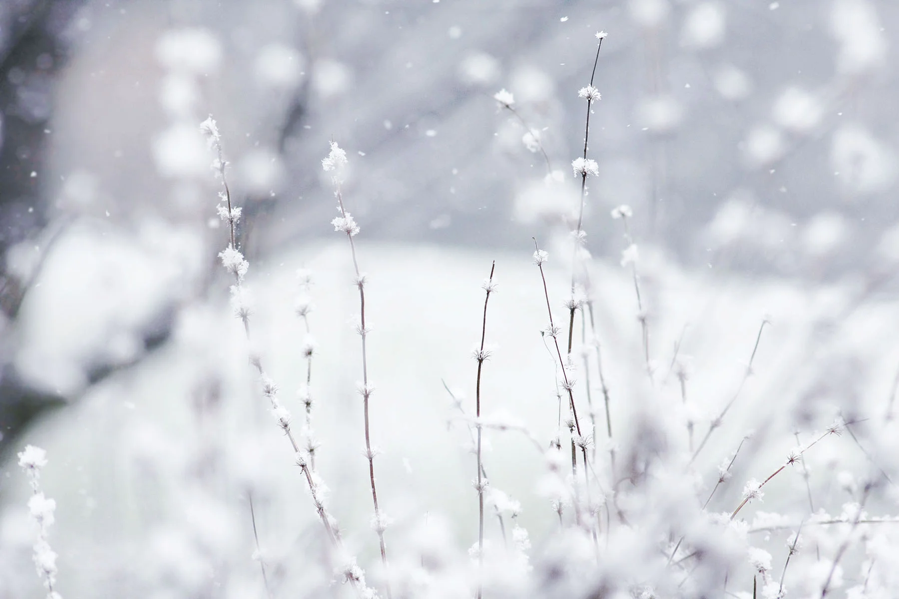 winter.jpg