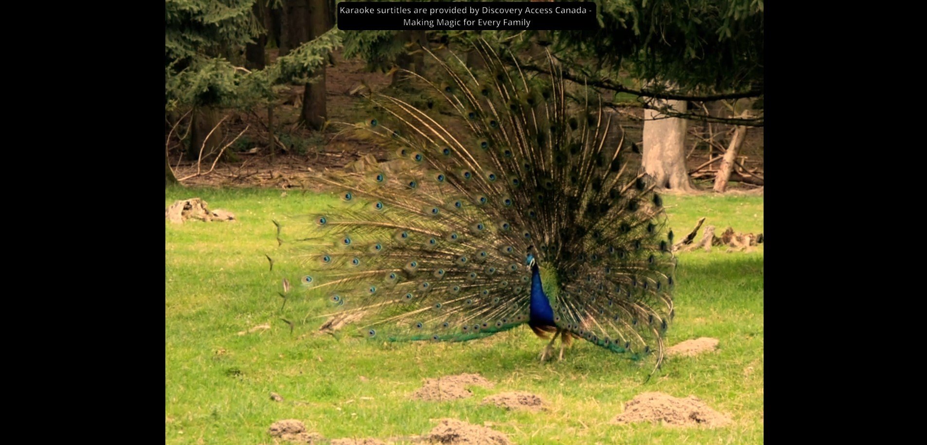 Peacock screenshot.jpg