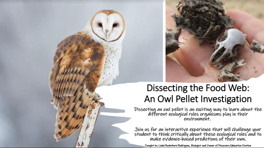 Dissecting the Food Web: An Owl Pellet Investigation — Rural Virtual Academy