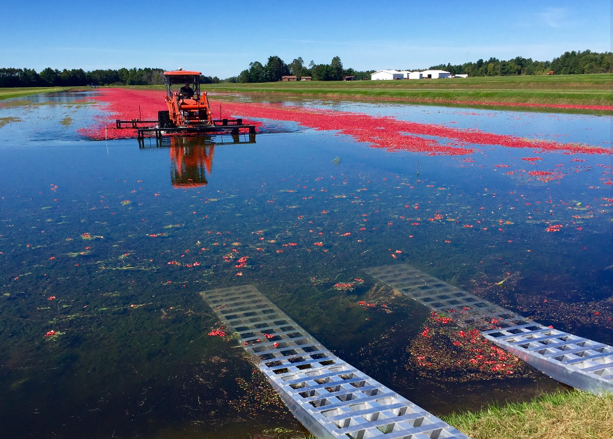 Bartling's Manitowish Cranberry Marsh TourManitowish Waters — Rural