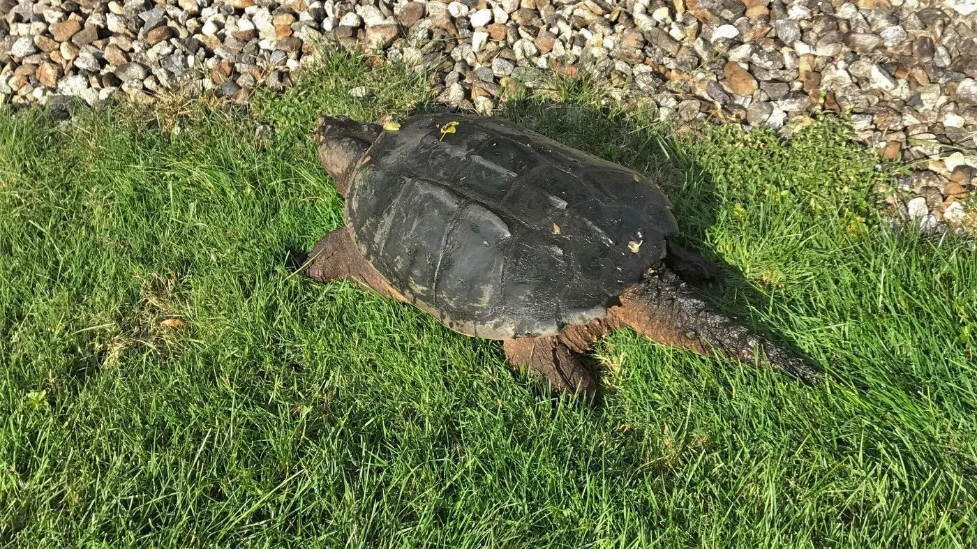 This snapping turtle is about to take a big leap ...
