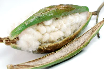 Kapok.jpg