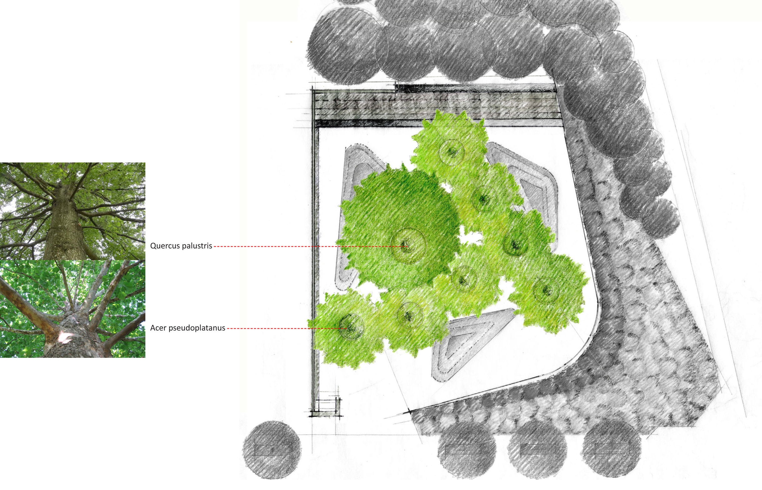 Planting Diagram: Canopy