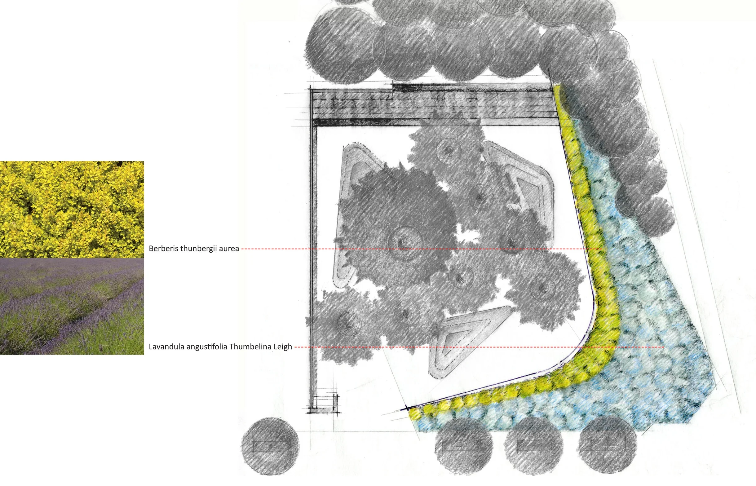 Planting Diagram: Entry Berm