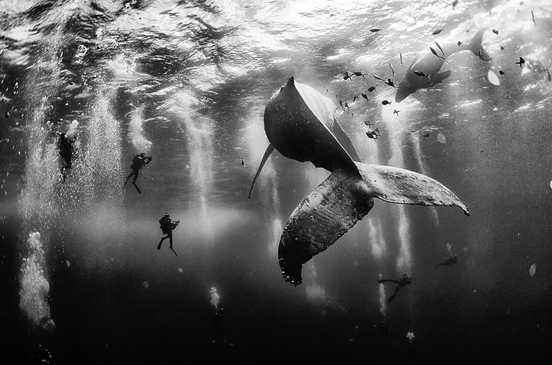 THE WHALE HAS NO FAMOUS AUTHOR