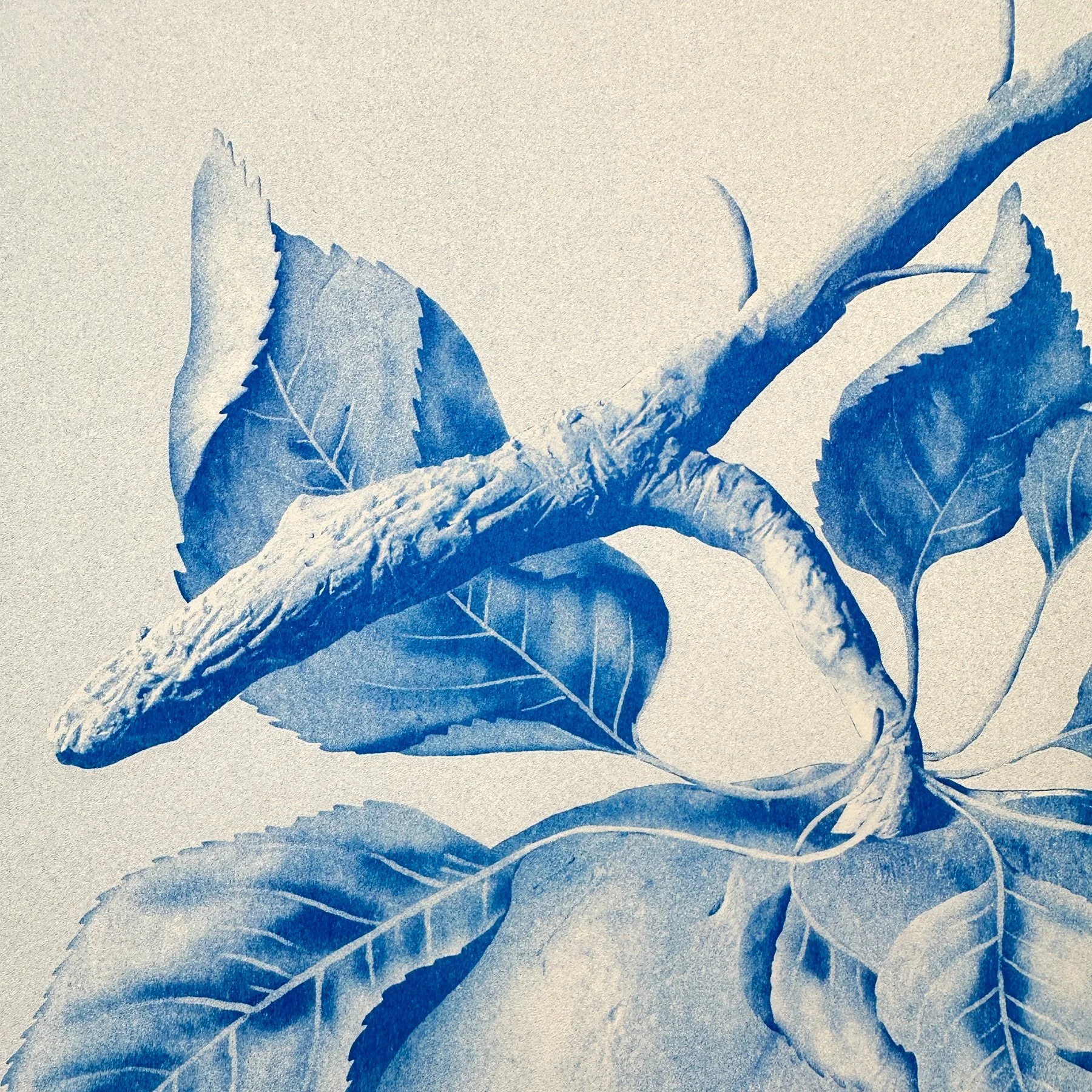 Blue apple botanical sculptural art print contemporary risograph poster