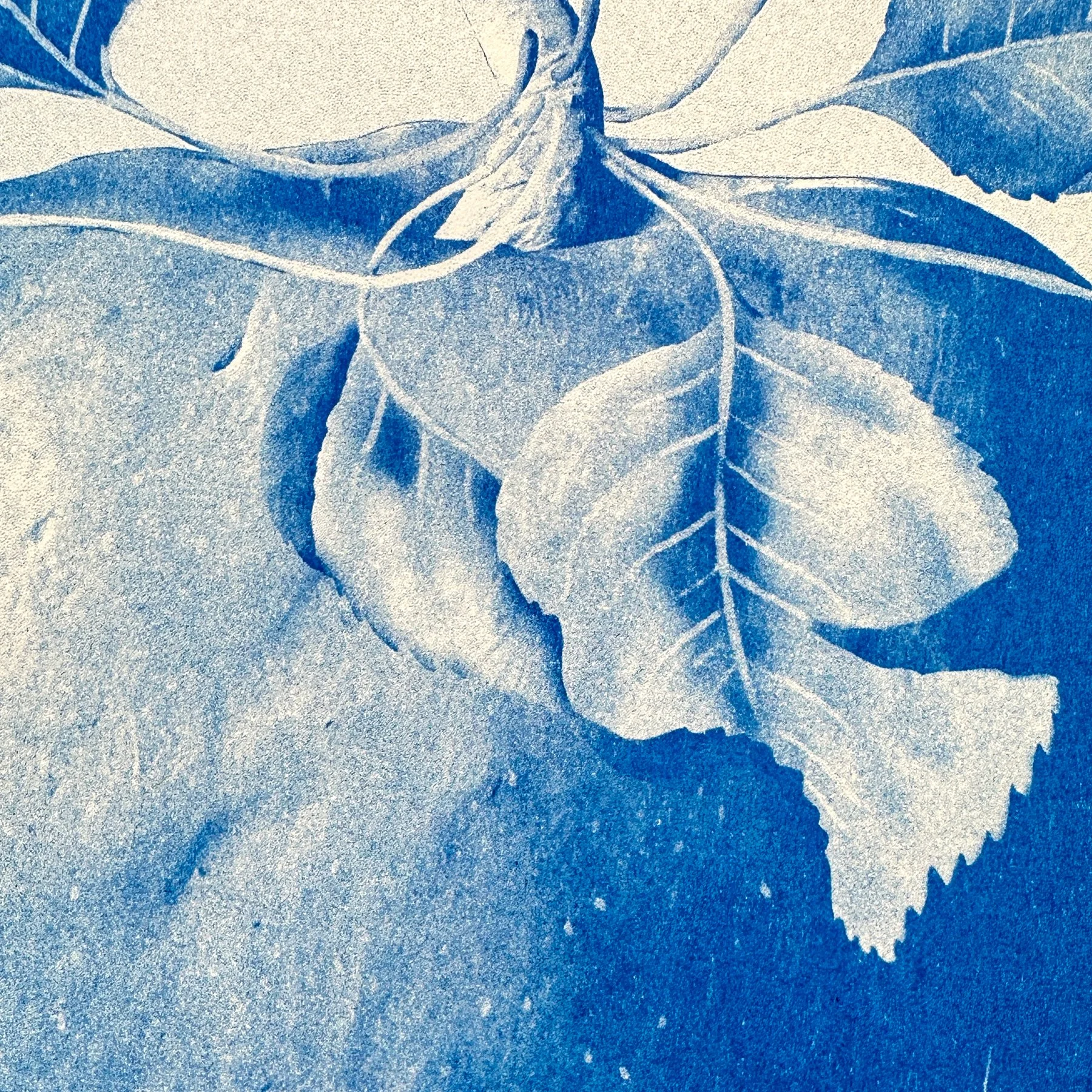 Blue apple botanical sculptural art print contemporary risograph poster