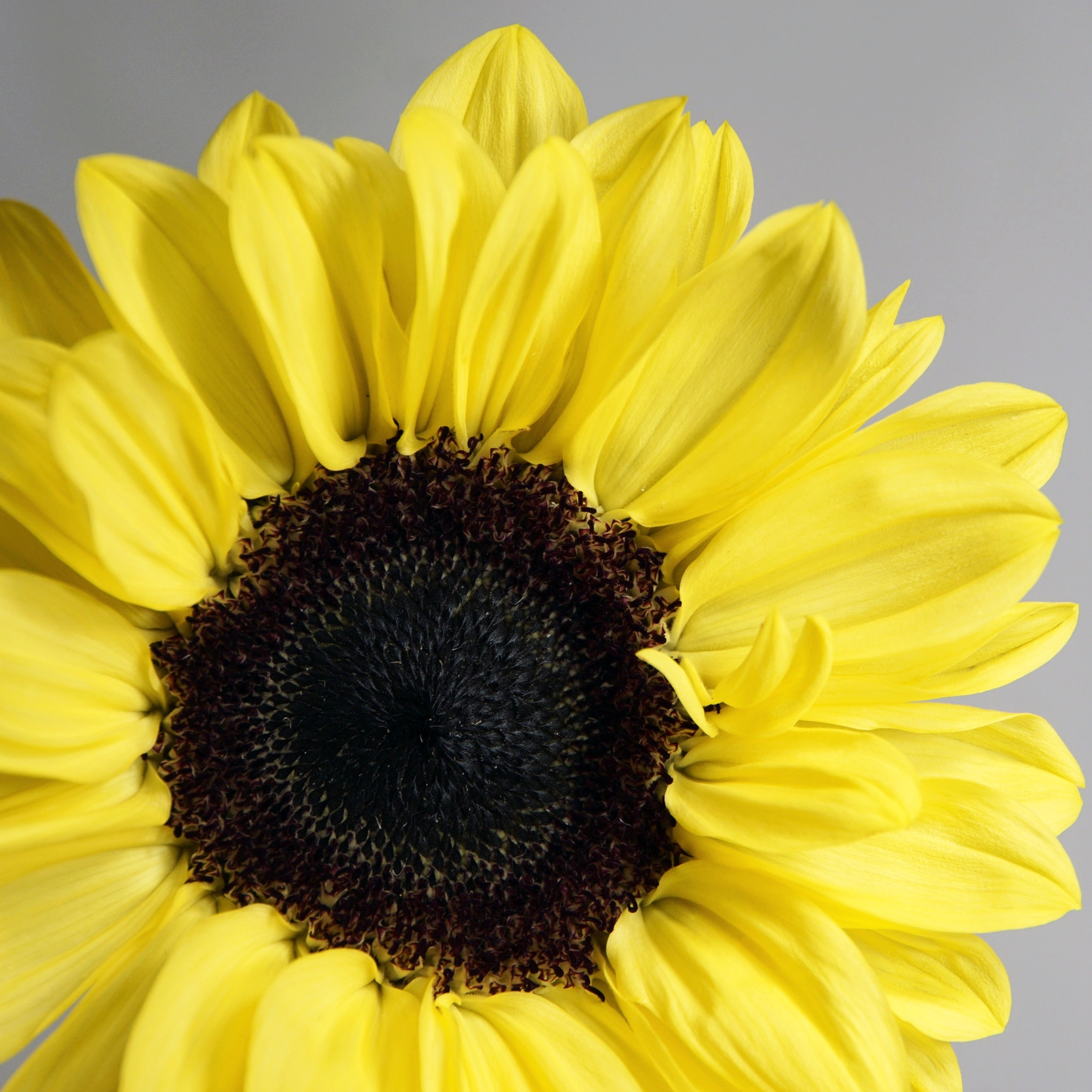 Bright Yellow Sunflower.jpg
