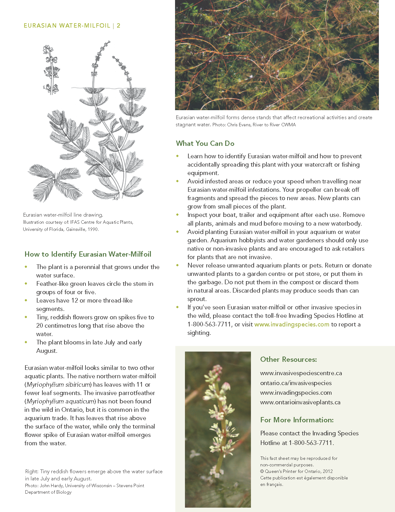 Eurasian_water_milfoil_fact_sheet_web_Page_2.png