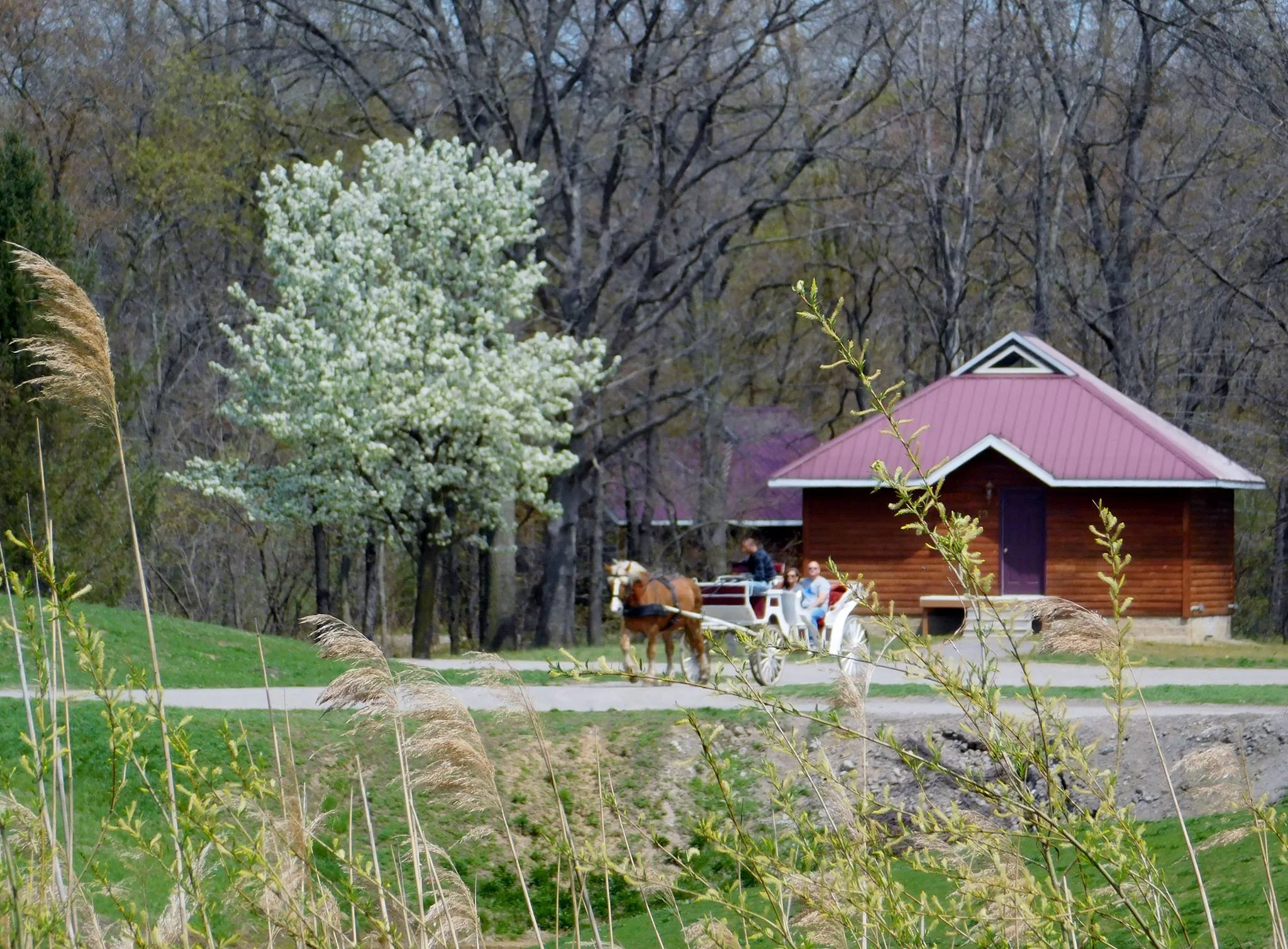 Experience complimentary carriage rides