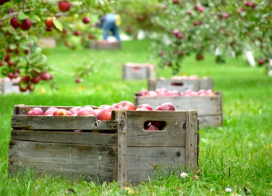 Garwood Orchards