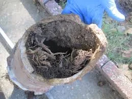 ROOTS GROWING IN DRAIN