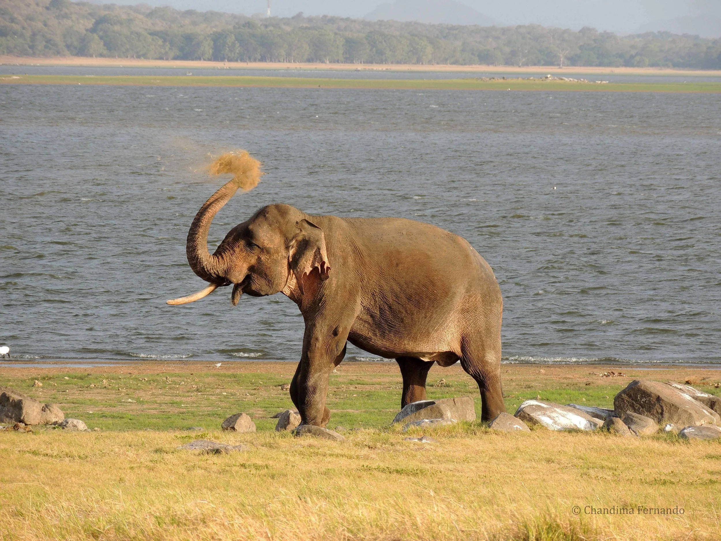 Elephant 03.jpg