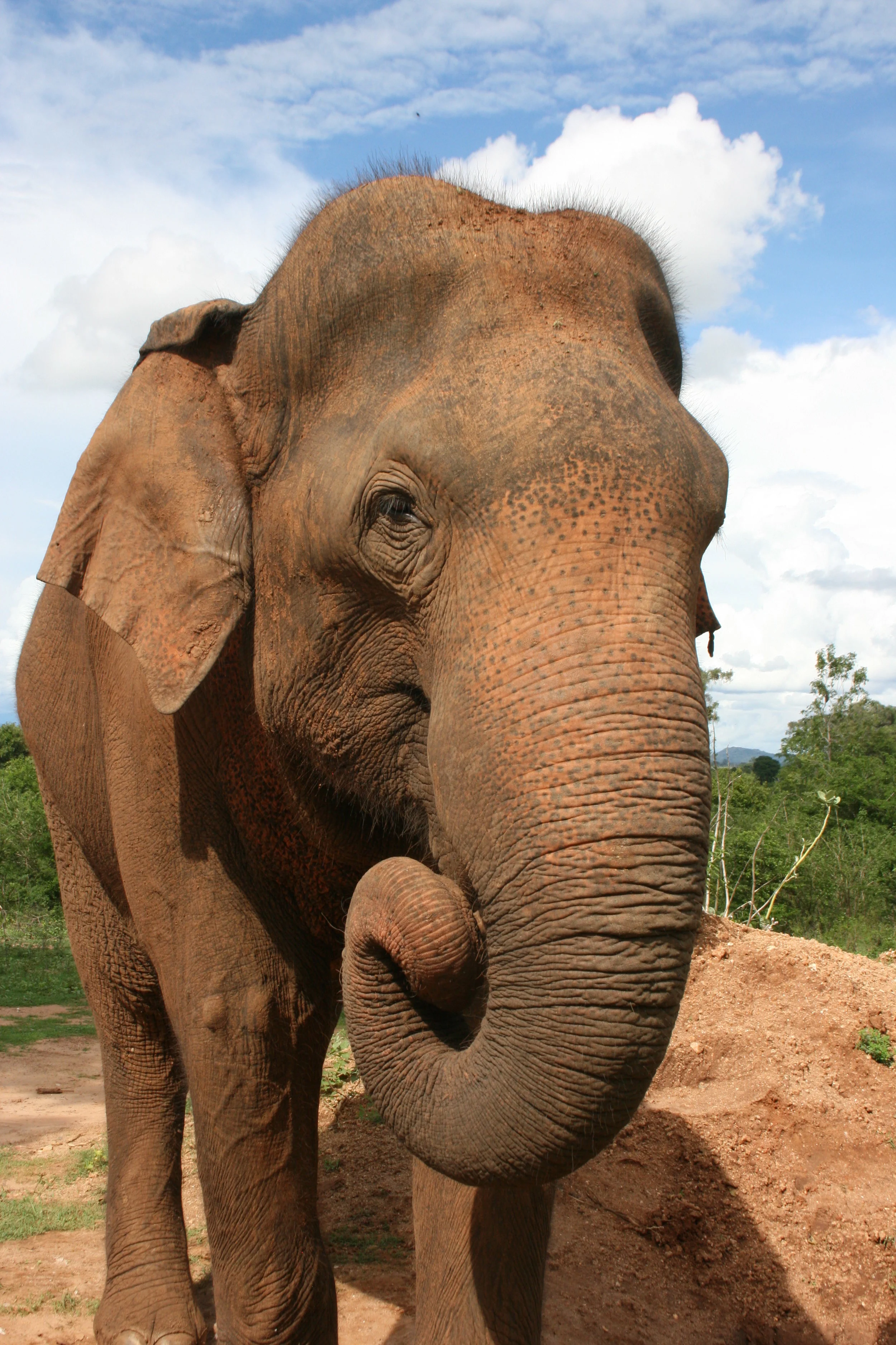 Elephant 07.JPG