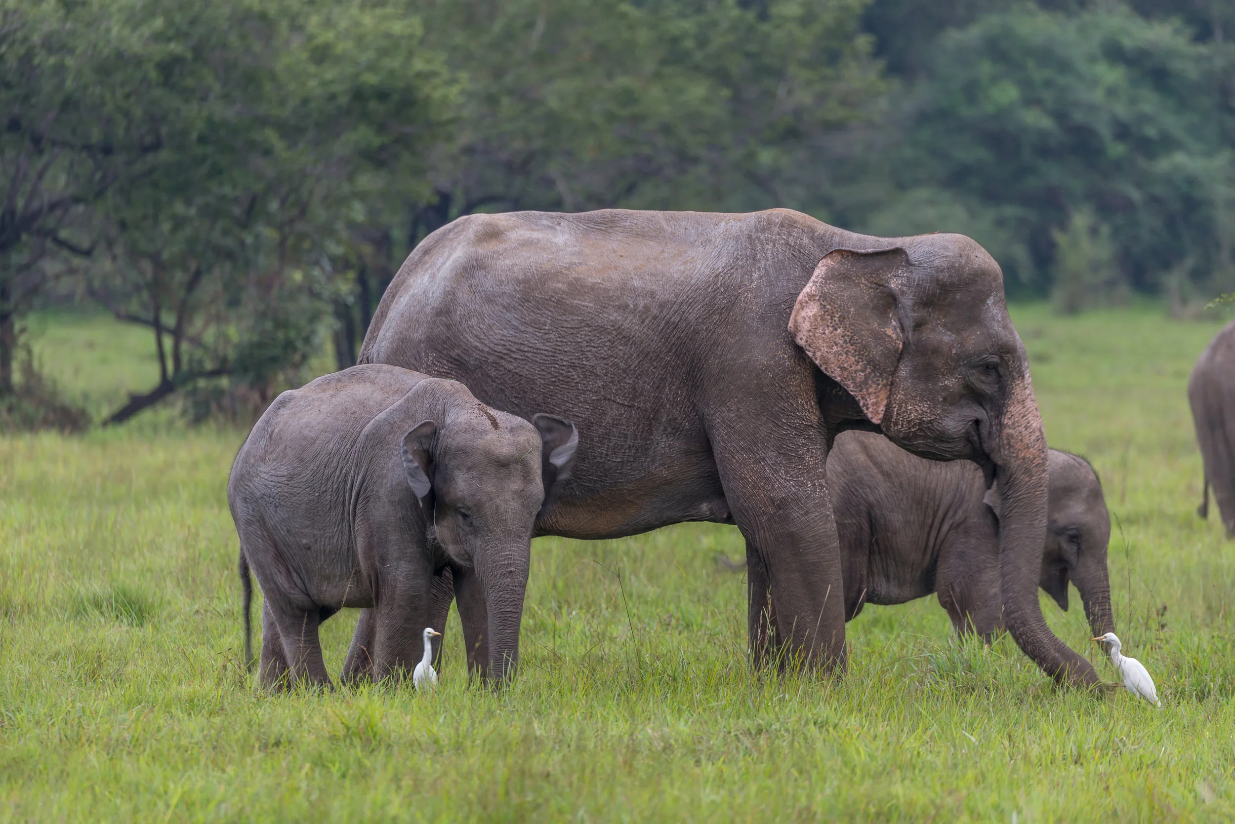 Elephant Herd 02.jpg