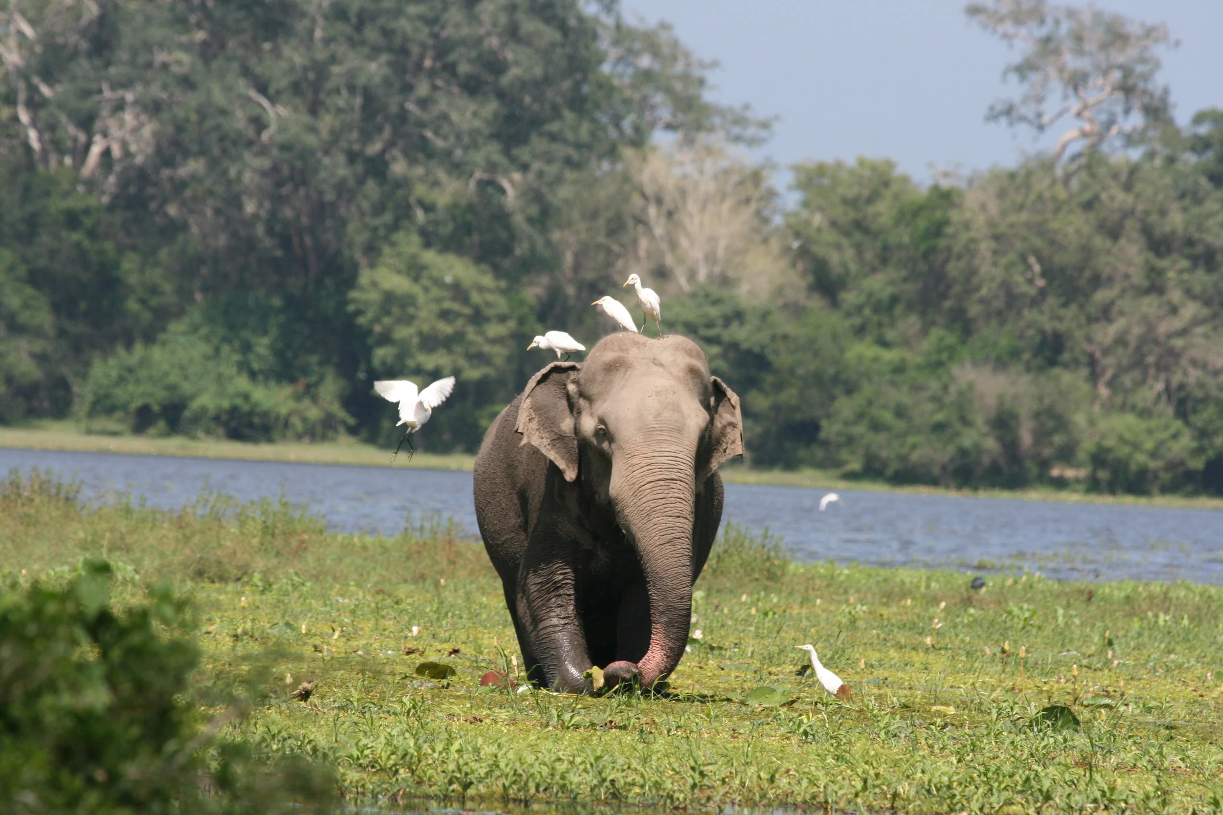 Lone Elephant.jpg
