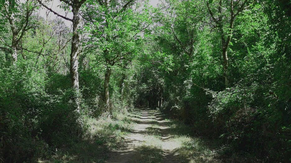 newsletter homepage.jpg