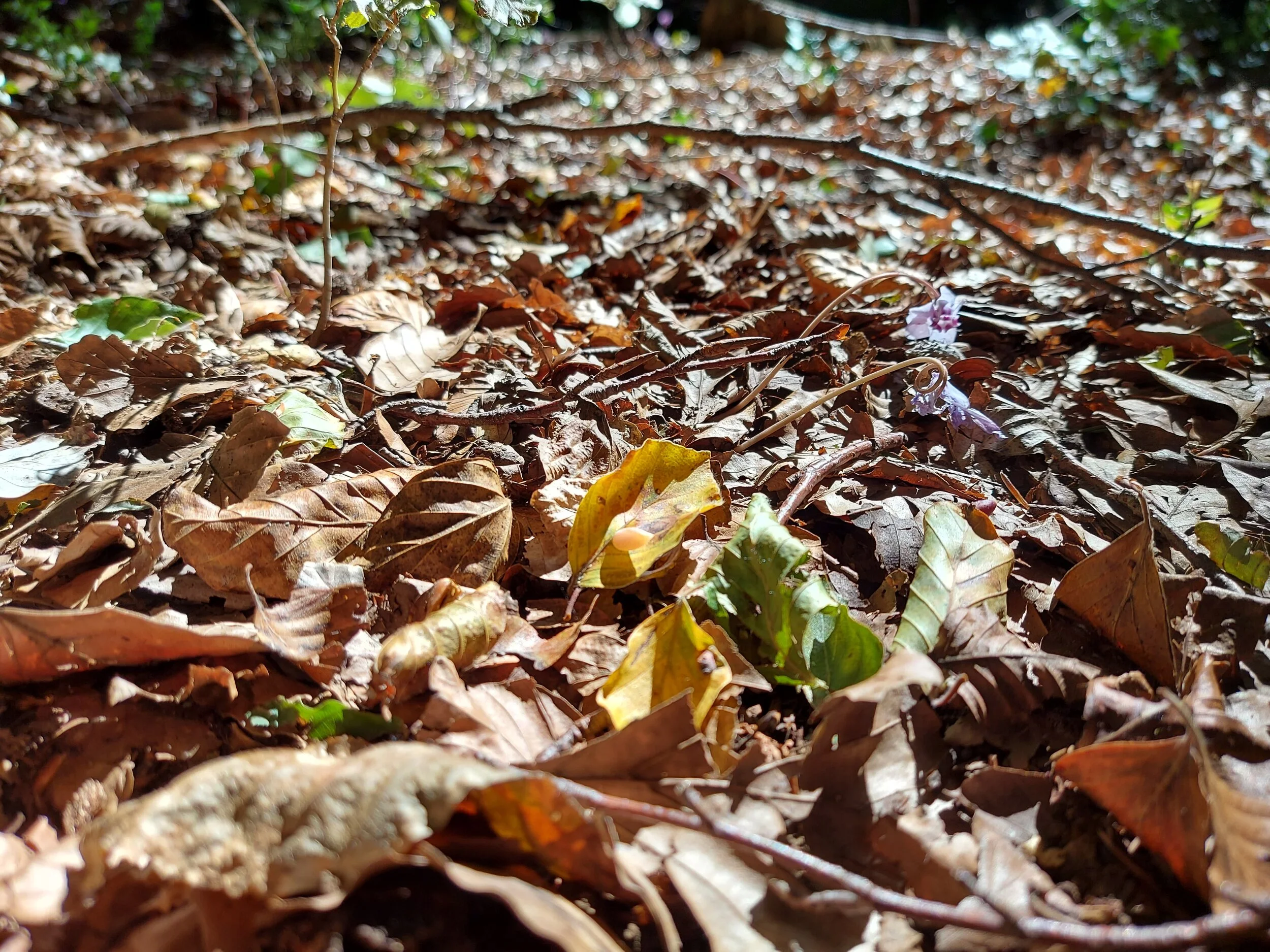 Il richiamo dell'autunno