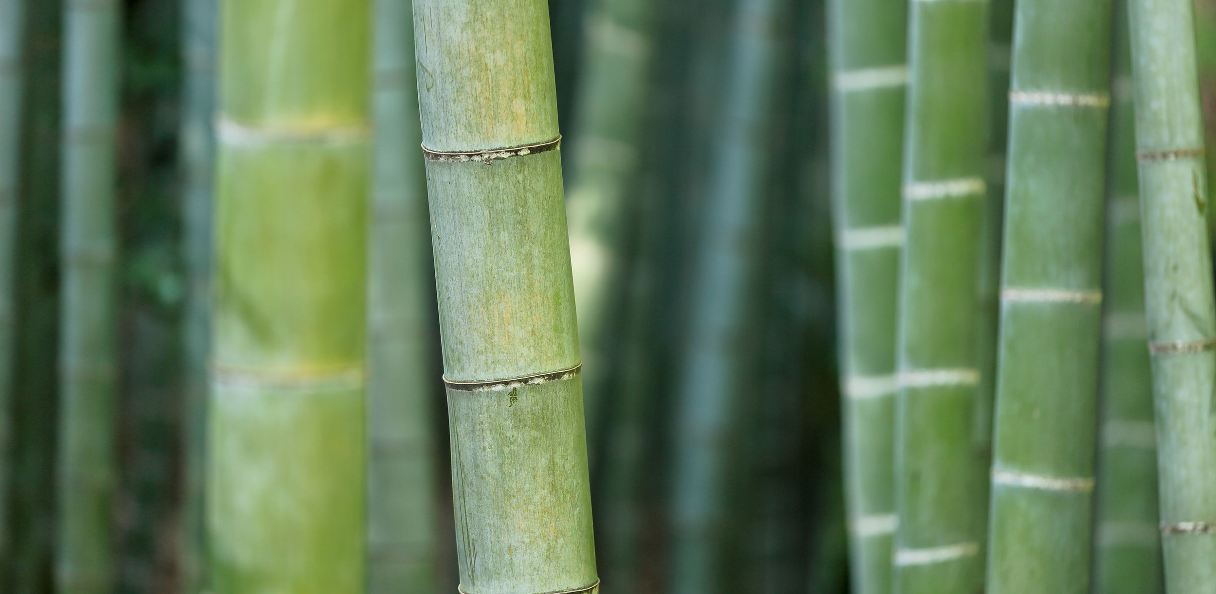 Bambu_banner.jpg