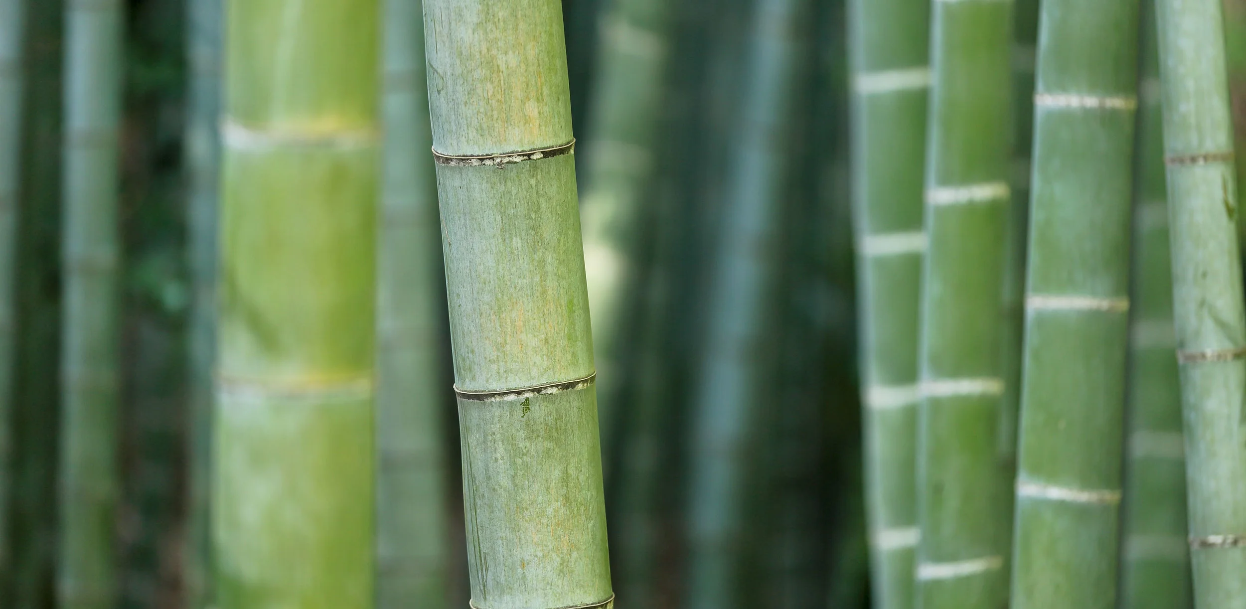Bambu_banner.jpg