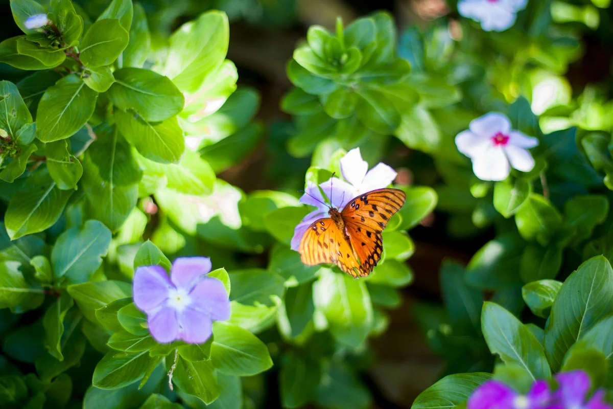 Butterfly.jpg