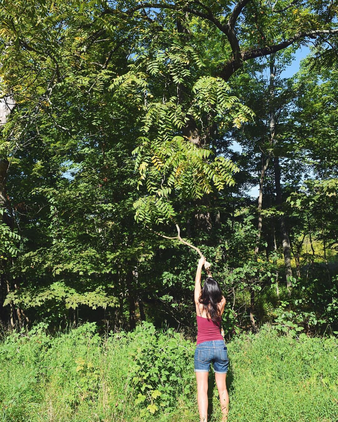 A friend of mine shaking down black walnuts from a tree