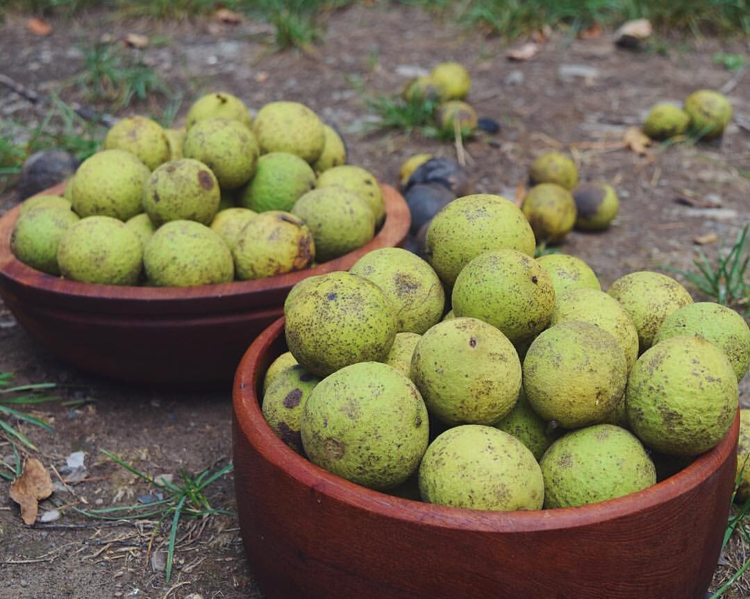 black walnuts