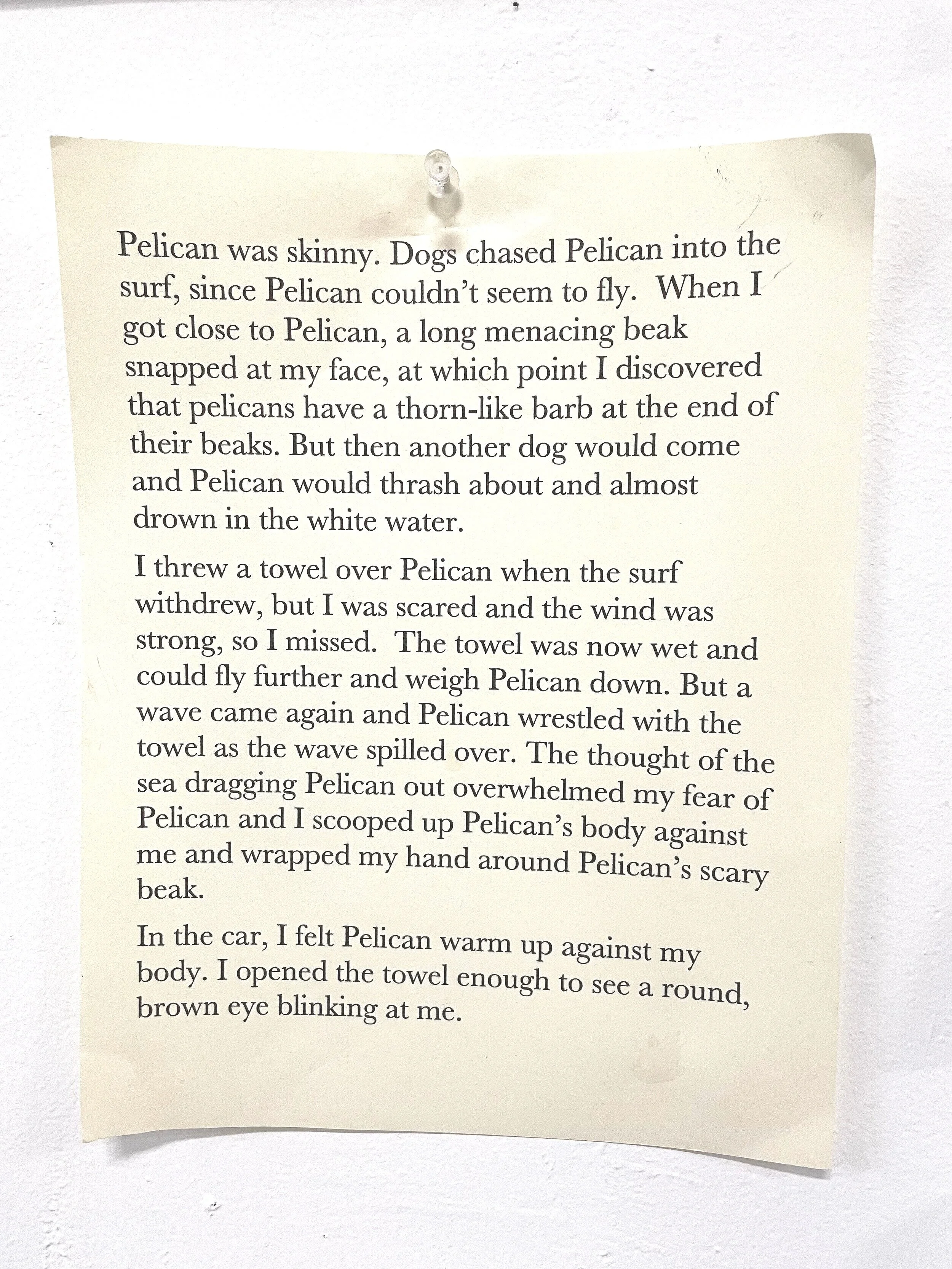 Pelican
