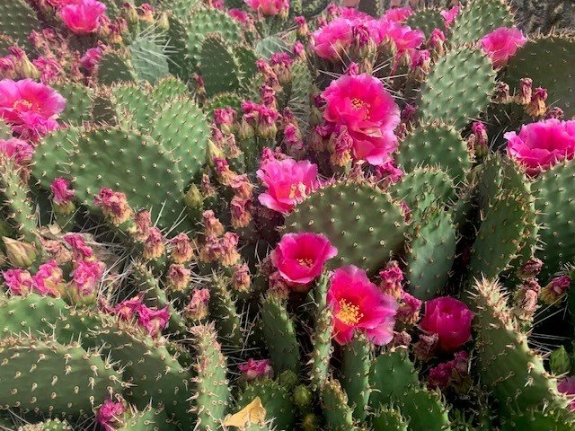 cactus 2.jpg