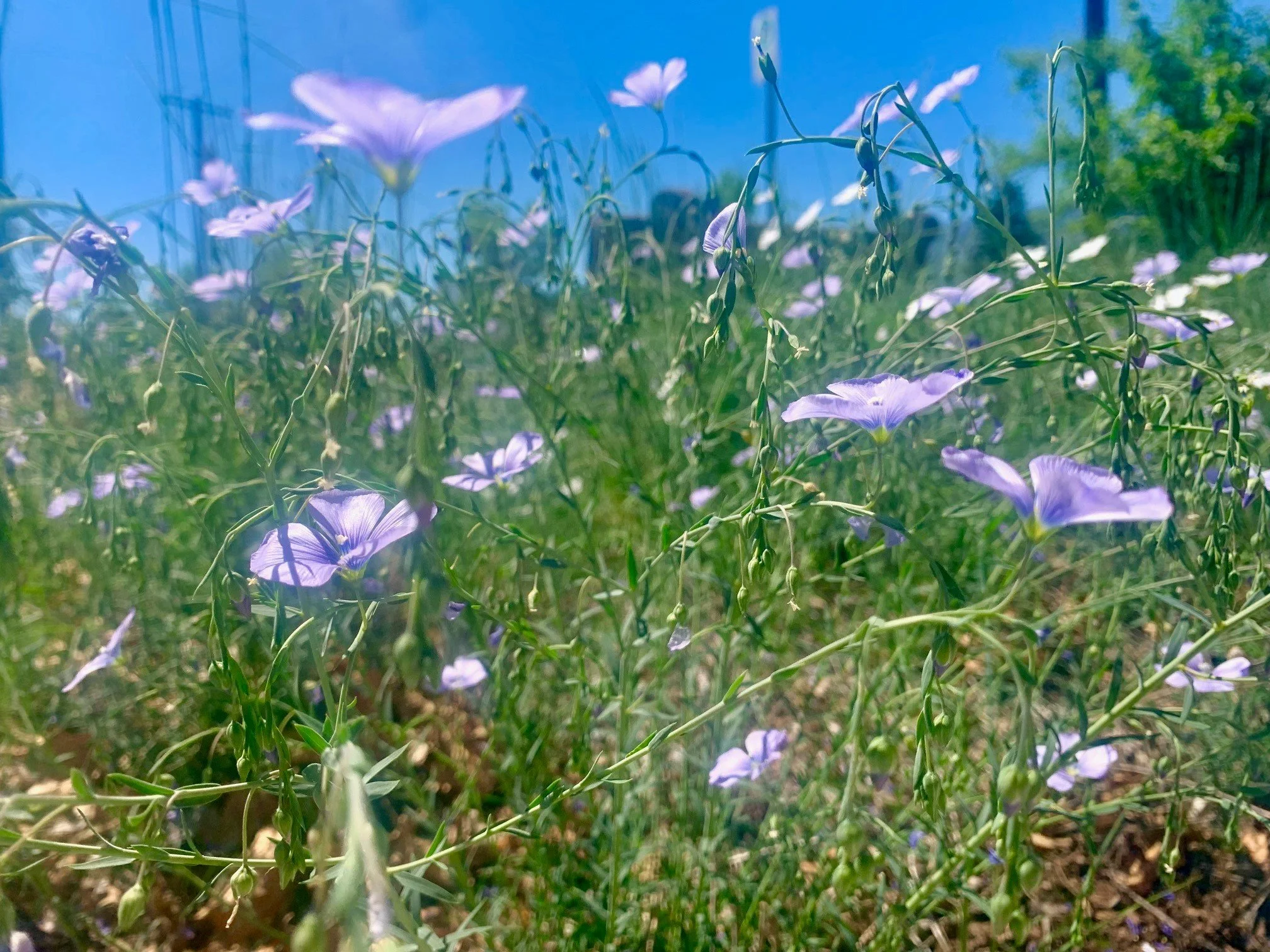 flower 2.jpg