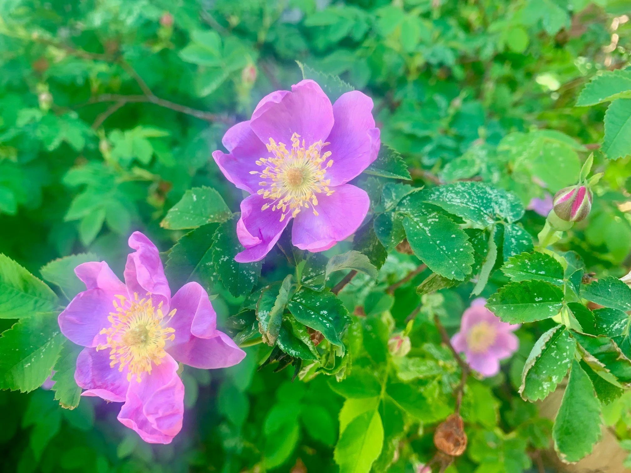 flower.jpg
