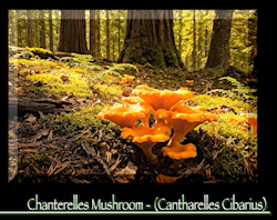 Screen Shot 2025-09-02 at 9.55.07 AM.png