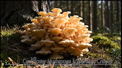 Screen Shot 2025-09-02 at 10.04.12 AM.png