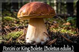 Screen Shot 2025-09-07 at 10.59.39 AM.png