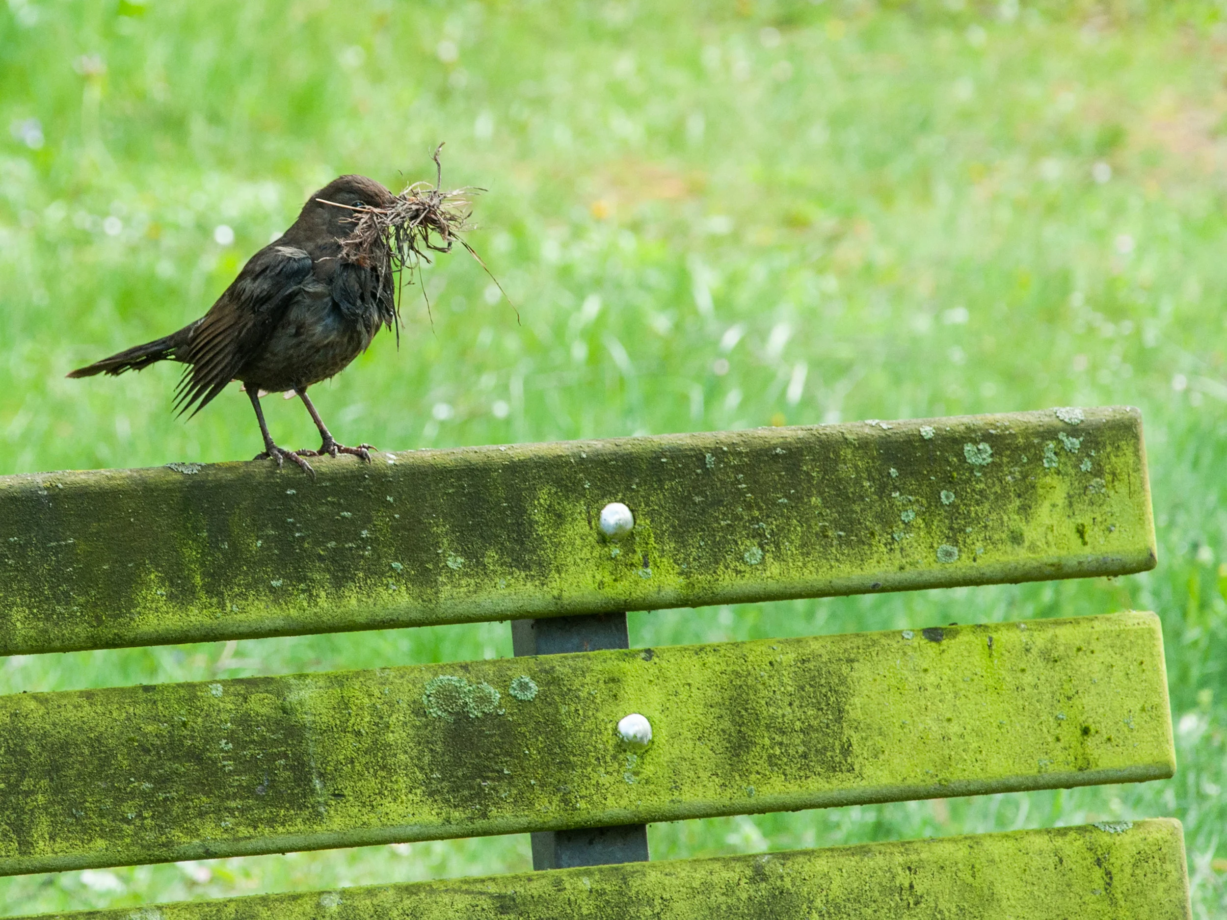 Am Wegesrand auf dem Weg zur Grabstelle