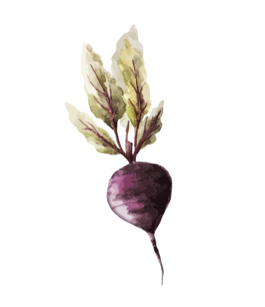 Beet.jpg