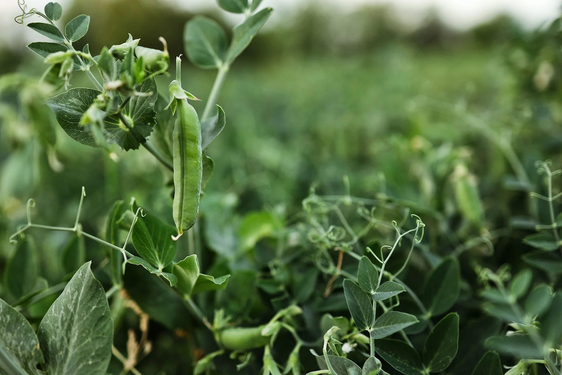 Spring 2026 Nutrition Notes