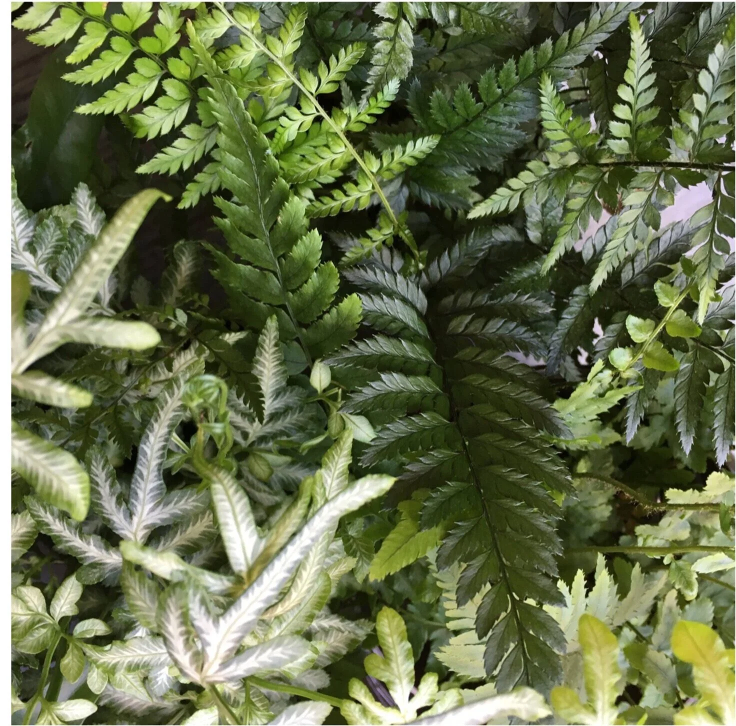 Fleur Plant Shop Online Plant Shop