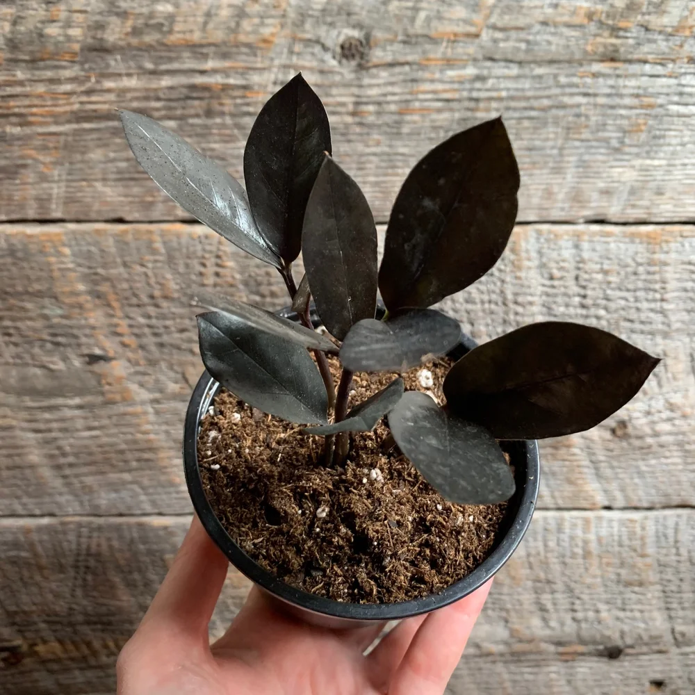Raven Zz Plant Fleur Plant Shop