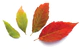 WDYWTBWYGO leaves.png