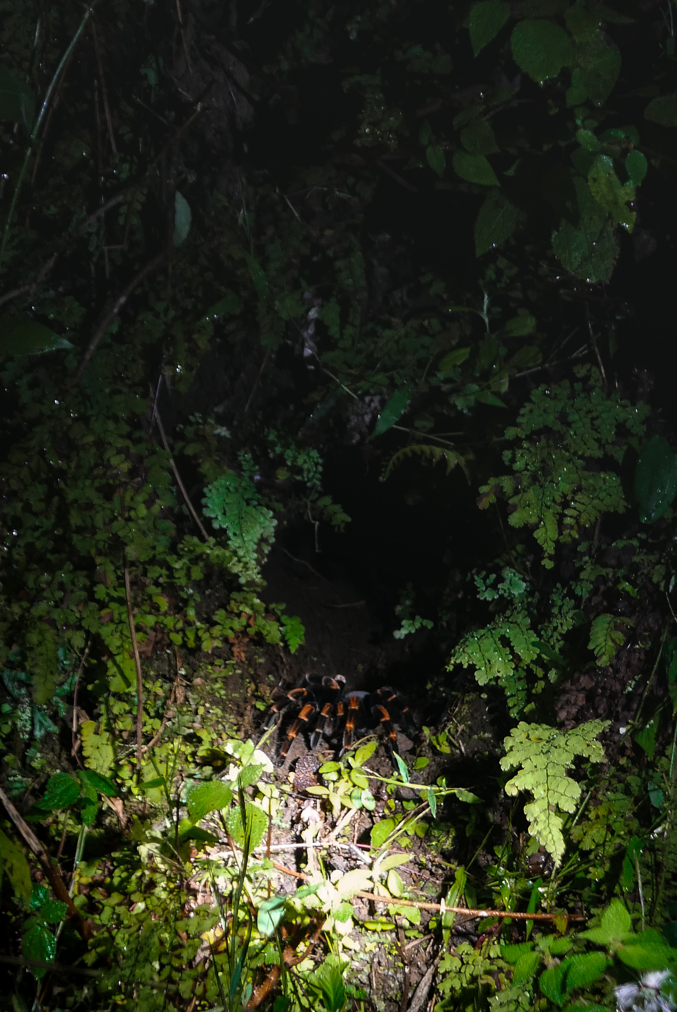 Tarantula mum watching the nest