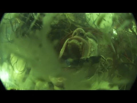 Vein - Demise Automation (Official Music Video)