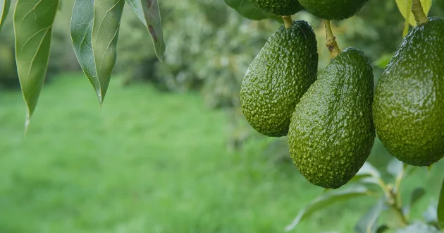 hangingavocado.jpg
