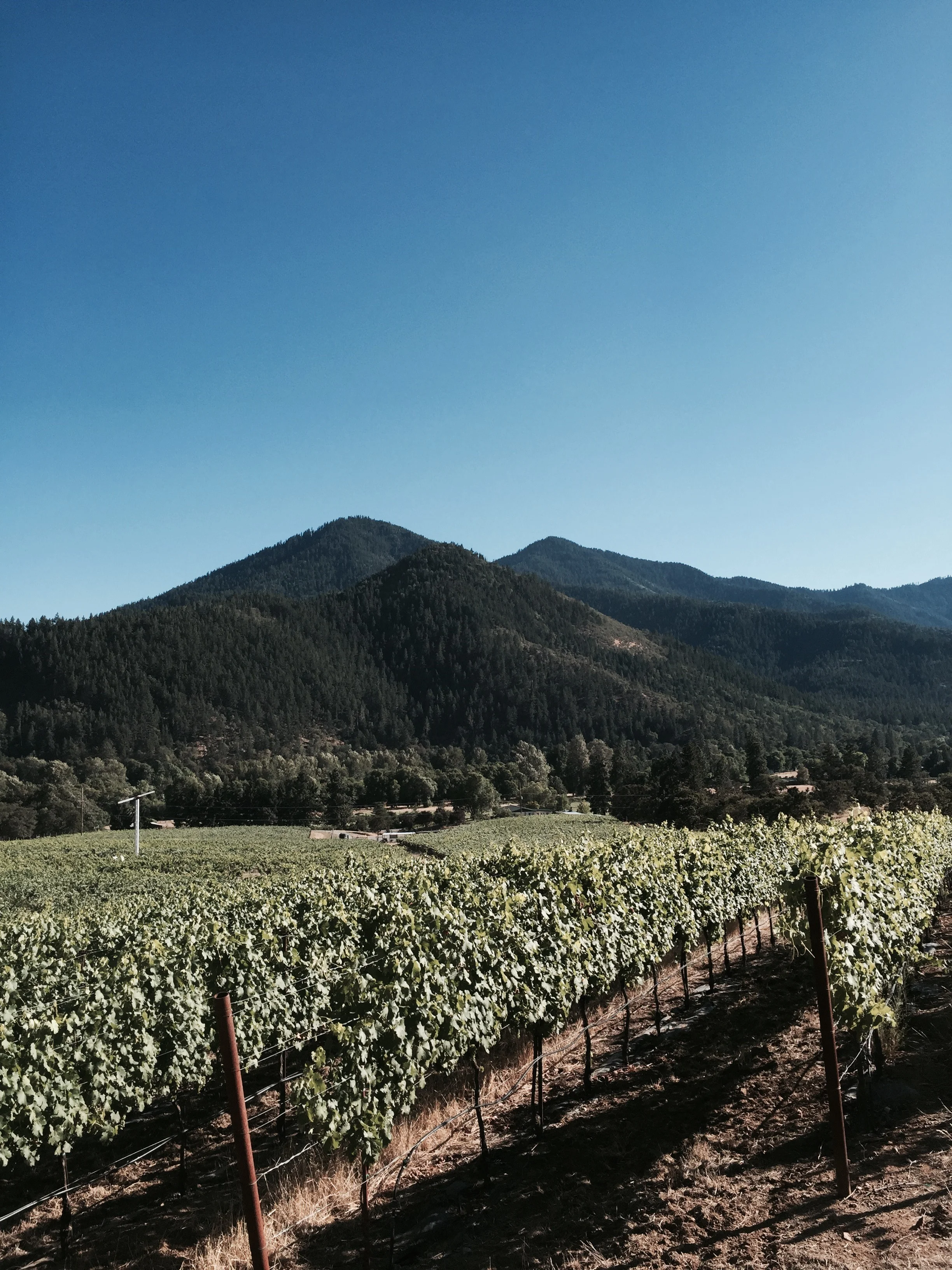 Photo of Mae’s Vineyard
