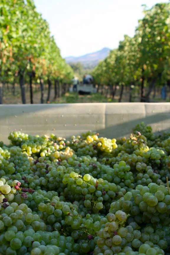 Photo of Steelhead Run Vineyard