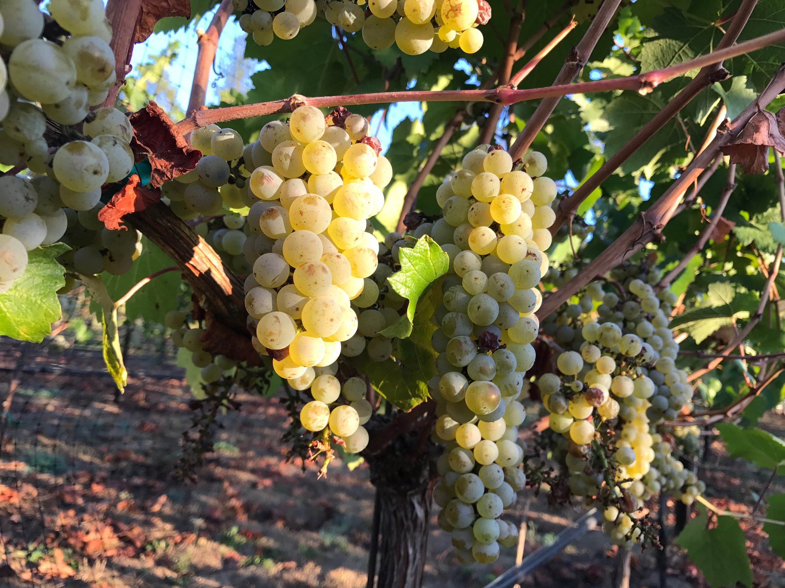 Photo of grapes on vine