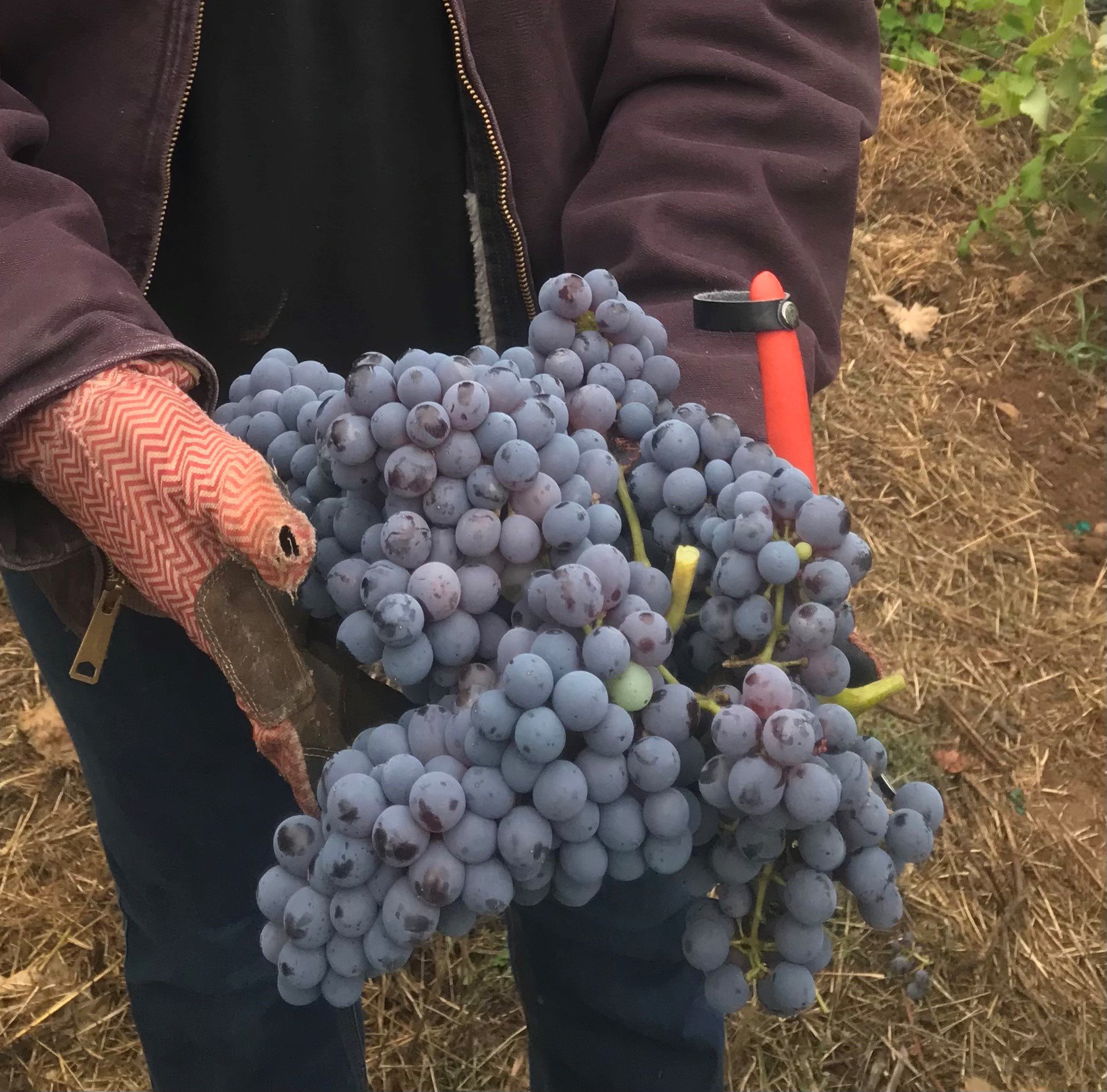 Consuelo holding Grenache.jpg